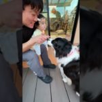 ボーダーコリー　秘書リンジー　新入社員の赤ちゃんとご挨拶#犬#bordercollie#犬と暮らす