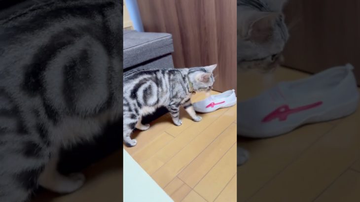 功夫猫が紐ごときに大騒ぎ#cat #癒しのペット動画 #cute #猫 #猫動画 #ねこ #cutecat