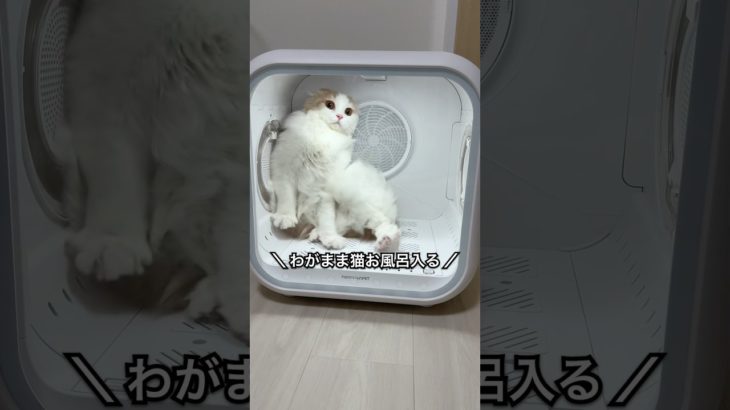 【猫のお風呂】ペットドライヤーにびっくり！  #スコティッシュフォールド #猫 #ねこのいる生活 #cat #pets #scottishfold #shorts