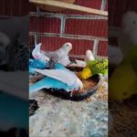 #cute #chicken #viralvideo #love #pets #babyanimals #pet #adorable #fluffy #cuteanimal