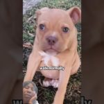 cute dog🙏❤️#adorable pet