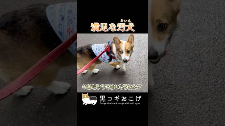 とんでもない姿になってしまった  #dog #コーギー #corgi #犬 #動物 #ペット#黒コギおこげ #おこげ #トライカラー #北海道 #ノーザンホースパーク #泥 #泥まみれ #ゴロスリ