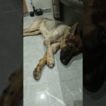 #dog #dogs #pets #pet #youtube #youtubeshorts #shorts #shortvideo #youtubevideo #germanshepheard