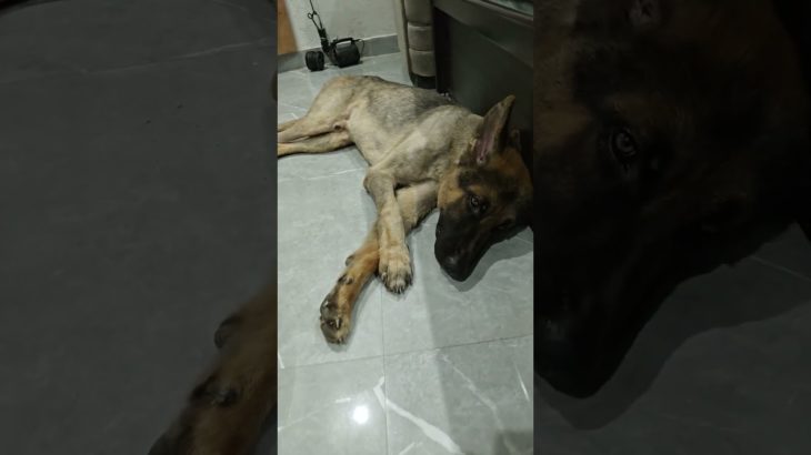 #dog #dogs #pets #pet #youtube #youtubeshorts #shorts #shortvideo #youtubevideo #germanshepheard