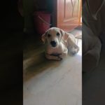 #எனக்கு#இப்ப#நினைக்கிற#பொய்#சந்தோசமா#இருக்கு#dog loves pet lovers