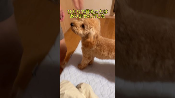 犬用の階段買ってみた#トイプードル #犬 #dog #ペット #shorts