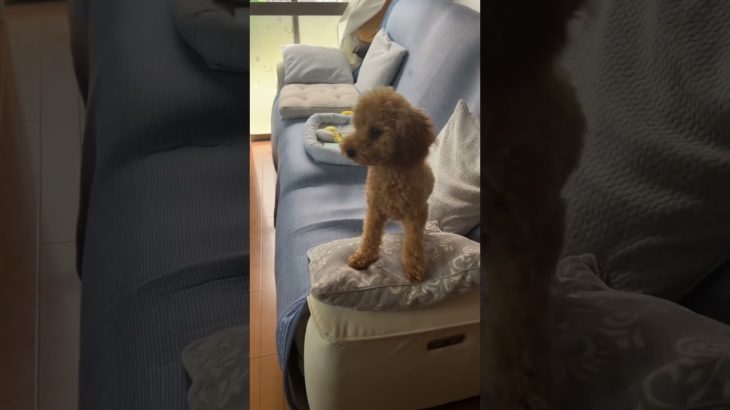 お迎えを待つ犬#トイプードル #犬 #癒し #ペット #dog #shortvideo