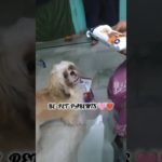 don’t be pet owners😡 # be pet parents 💜#cutepet #shihtzu #petlover#💜