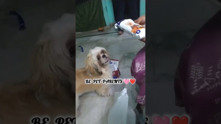 don’t be pet owners😡 # be pet parents 💜#cutepet #shihtzu #petlover#💜