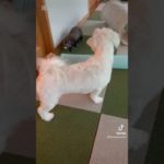 実家のわんことフェレット #癒し #ペット #フェレット #ferret #フェレットのいる生活