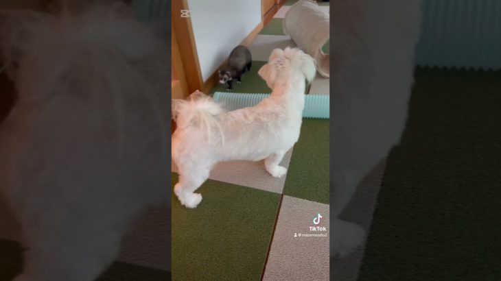 実家のわんことフェレット #癒し #ペット #フェレット #ferret #フェレットのいる生活