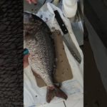 ペットボトルのキャップで鱗をとる #fish