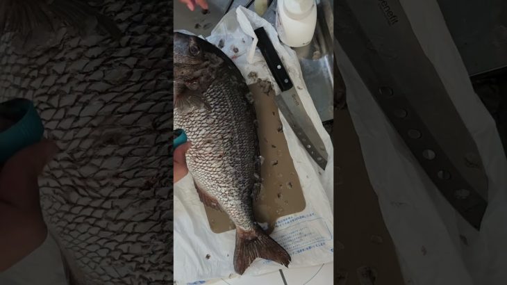ペットボトルのキャップで鱗をとる #fish