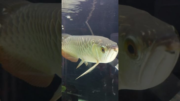 #fish #breeding #pet #aquarium #arowan#arapaima #secunderabad #hobby #telugufishhobby#monsterfish