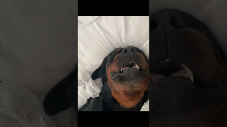 #funny #dogs #pet #dogscats#dogshorts #dog#doglover#doglife