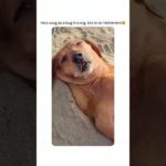 #funnydogs#cute#doglover#doglife#cure#dogshorts#pet#doglife#dogshorts