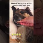 #funnydogs#cute#doglover#doglife#cure#dogshorts#pet#doglife#dogshorts