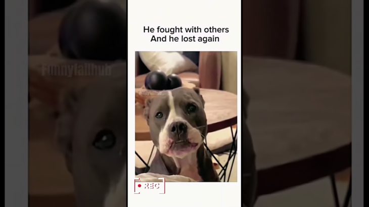 #funnydogs#cute#doglover#doglife#cure#dogshorts#pet#doglife#dogshorts