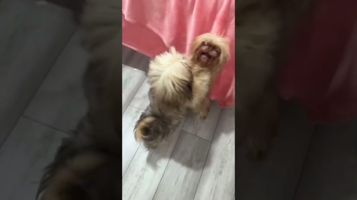 #funnydogs#cute#doglover#doglife#cure#dogshorts#pet#doglife#dogshorts