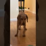 #funnydogs#cute#doglover#doglife#cure#dogshorts#pet#doglife#dogshorts