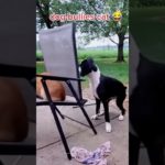 #funnydogs#cute#doglover#doglife#cure#dogshorts#pet#doglife#dogshorts