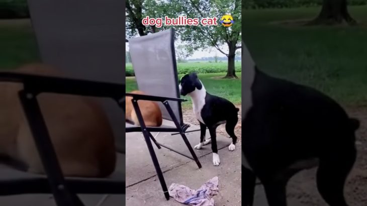 #funnydogs#cute#doglover#doglife#cure#dogshorts#pet#doglife#dogshorts