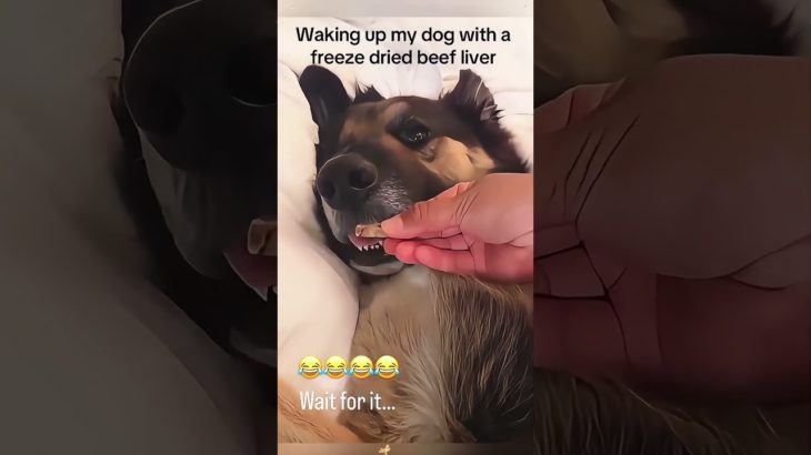 #funnydogs#cute#doglover#doglife#cure#dogshorts#pet#doglife#dogshorts