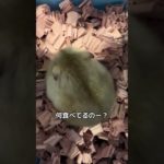 みるちゃん🐹#ハムスター #ハムスターのいる生活 #hamster #癒し #pets #ペット#かわいい #可愛い #ゆきみるチャンネル