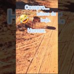 #humor #pet.compromisso do dia.