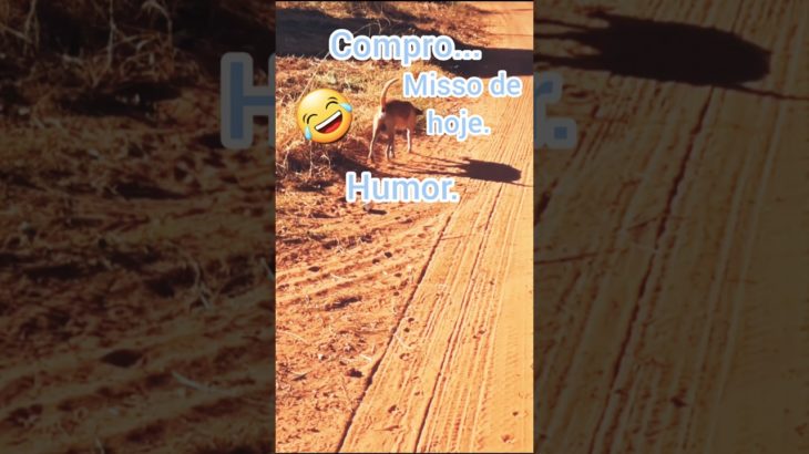 #humor #pet.compromisso do dia.