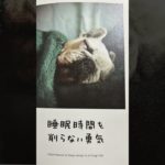 人生はワンチャンス！ #名言 #love #music #vaundy #犬 #ペット #人生 #夢をかなえるゾウ#読書 #元気 #本の紹介