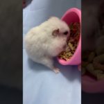 ゆきみ起きた🐹#ハムスター #ハムスターのいる生活 #癒し #pets #ペット#かわいい #可愛い #hamster #ゆきみるチャンネル