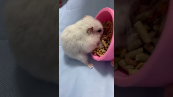 ゆきみ起きた🐹#ハムスター #ハムスターのいる生活 #癒し #pets #ペット#かわいい #可愛い #hamster #ゆきみるチャンネル