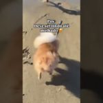 😂😂😂 #petsfofinhos #pets #shorts #humor #petlover #cachorro #cachorrosdivertidos #pet