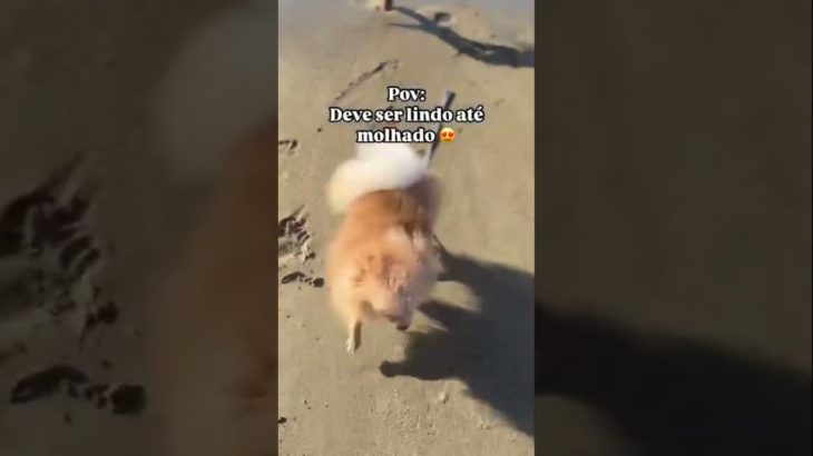 😂😂😂 #petsfofinhos #pets #shorts #humor #petlover #cachorro #cachorrosdivertidos #pet