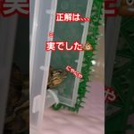 絶対音感がある亀#short#亀#ウンキュウ#ペット#可愛い#爬虫類 #turtle #かめ #流行る#面白い#バズる#絶対音感#うんち#爆笑#ウケる#楽しい#癒し