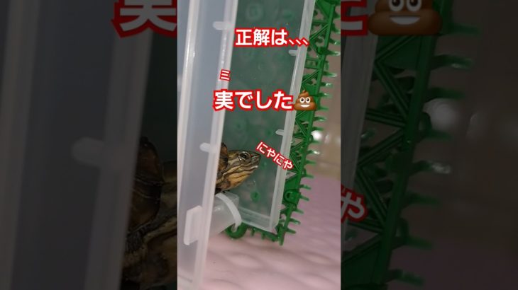 絶対音感がある亀#short#亀#ウンキュウ#ペット#可愛い#爬虫類 #turtle #かめ #流行る#面白い#バズる#絶対音感#うんち#爆笑#ウケる#楽しい#癒し
