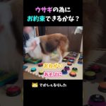 ウサギの為にお約束できるかな？【会話ボタンでしゃべる犬】 #shorts #犬