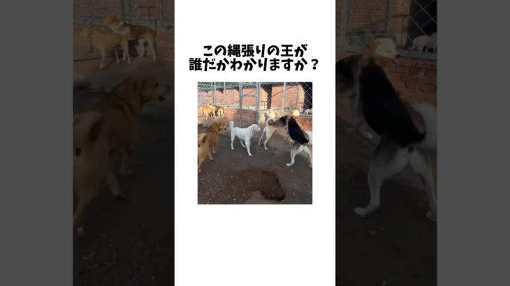 確実に覇王色をもつ犬界のボス　　#shorts