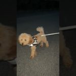 初めて夜散歩#トイプードル #犬 #癒し #ペット#shorts
