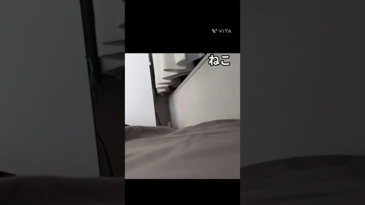 ねこ！！！！！！#ねこ #動物 #ペット#猫 #shorts