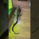 【衝撃】変な虫が大量に現れたからペットのオオトカゲに食ってもらった #shorts
