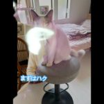 【ペットを擬人化してみた】#shorts #cat #猫のいる暮らし #擬人化 #ラグドール #マンチカン