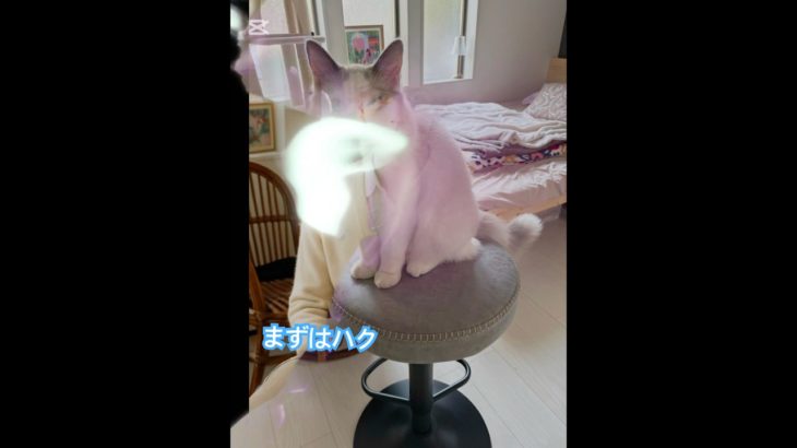 【ペットを擬人化してみた】#shorts #cat #猫のいる暮らし #擬人化 #ラグドール #マンチカン