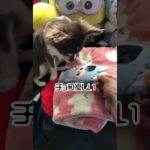 ママの携帯を死守！！笑#shorts #チワワ #犬 #ペット #dog