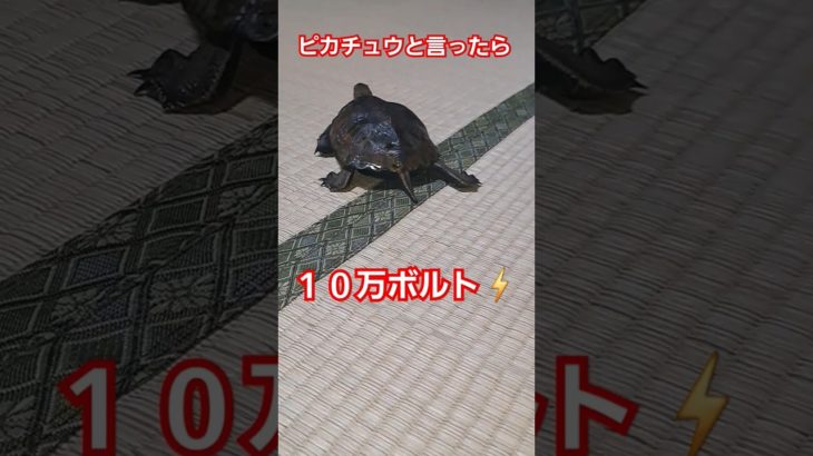 ランニング中の男子たち🐢💨#short#亀#ウンキュウ#ペット#可愛い#turtle #癒し #爬虫類 #かめ #流行る#人気#面白い#楽しい#バズる#ランニング#ピカチュウ#ウサインボルト