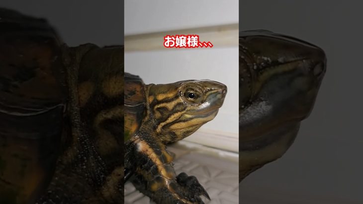 僕は、お嬢様の執事🐢#short#亀#ウンキュウ#ペット#可愛い#turtle #癒し #流行る #爬虫類 #かめ #執事#人気#面白い#楽しい#バズる#優秀#お嬢様#執事