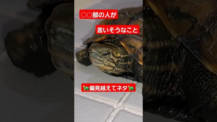 アナタの部活は？🐢⚽️#short#亀#ウンキュウ#ペット#turtle #人気 #癒し #流行る #爬虫類 #かめ#部活#ボール#楽しい#ネタ#爆笑#面白い#笑える#ウケる