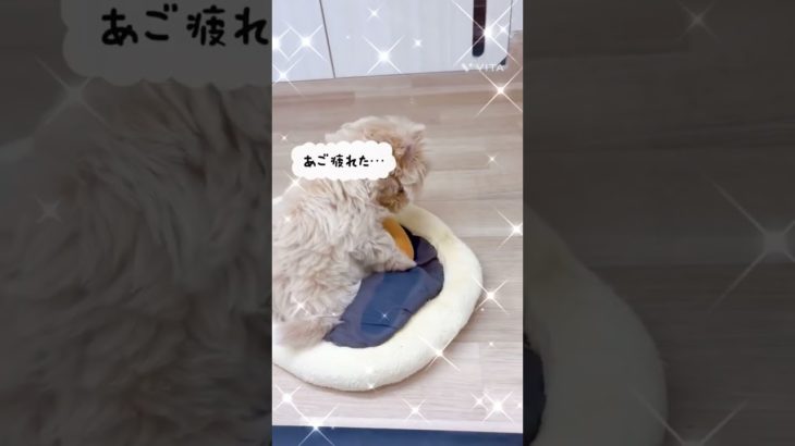 マルプーちゃんとパンとご飯と…#マルプー#shotrs #ペットショップ #ワカバウォーク