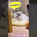眠いけど、ふみふみしたい！#shotrs #cat#スコティッシュフォールド #エキゾチック #ペットショップ
